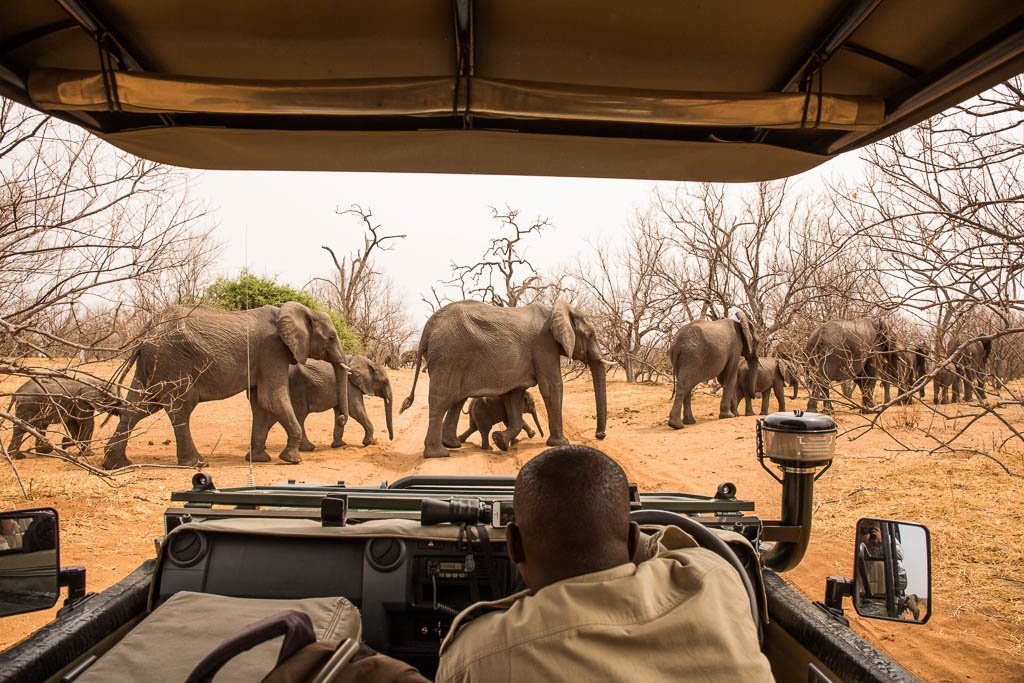 Elephant encounters and game drives — safari scene