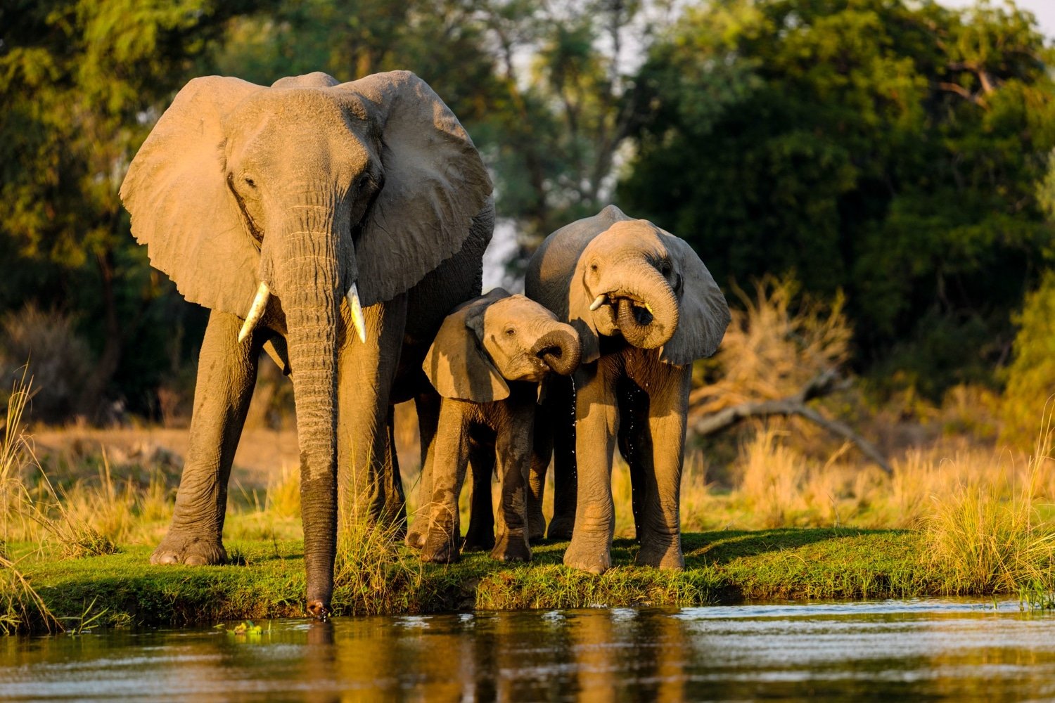 Elephant encounters and game drives