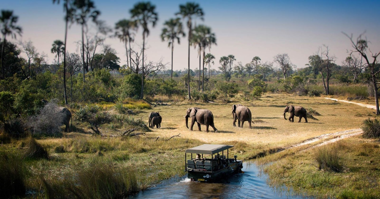 Elephant close‑up wildlife