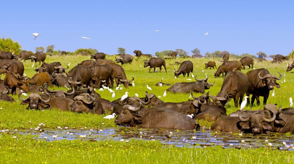 Exceptional Wildlife Viewing in the Okavango Delta