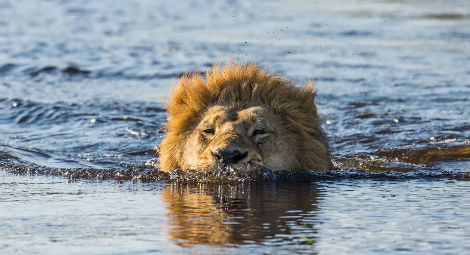 Okavango Delta Wildlife Safari