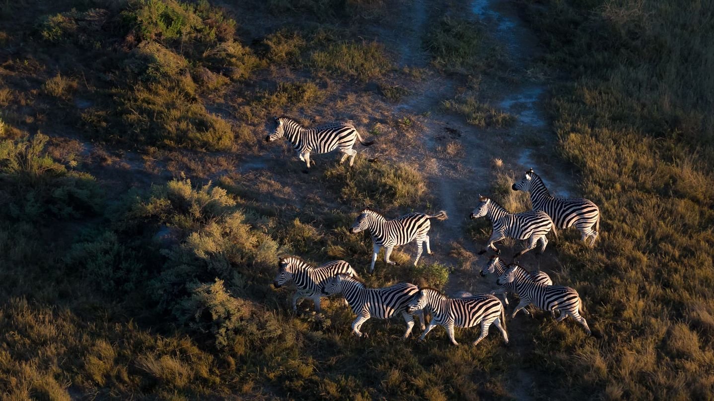 Luxury Wildlife Experience in the Okavango Delta