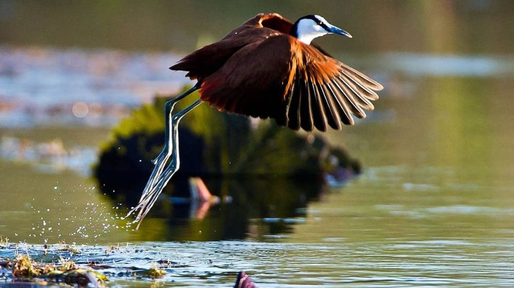 African Wildlife Safari Experience Okavango Delta