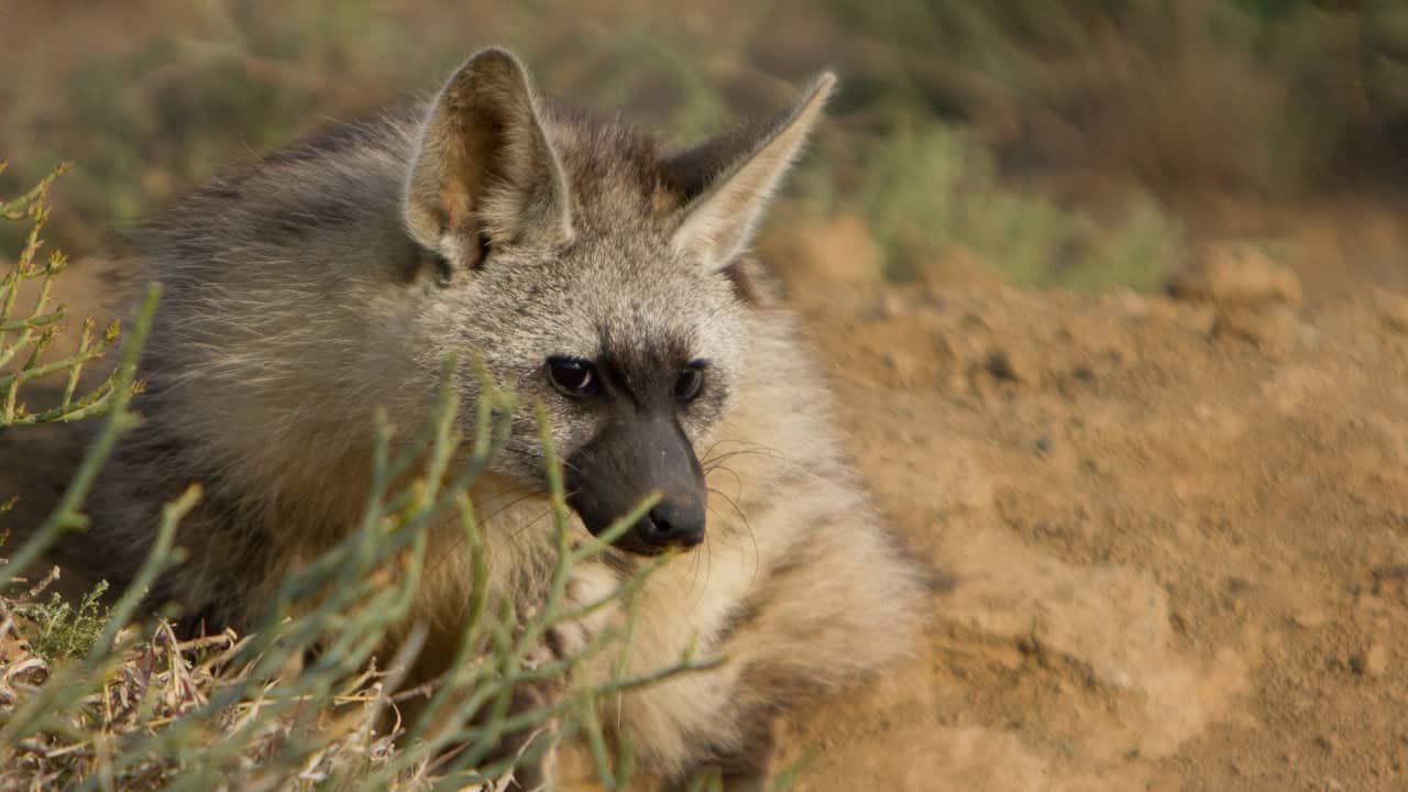 Botswana Untamed Wilderness View