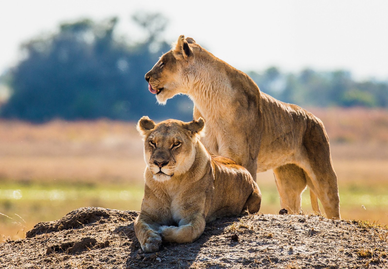 Botswana Safari Wildlife Experience