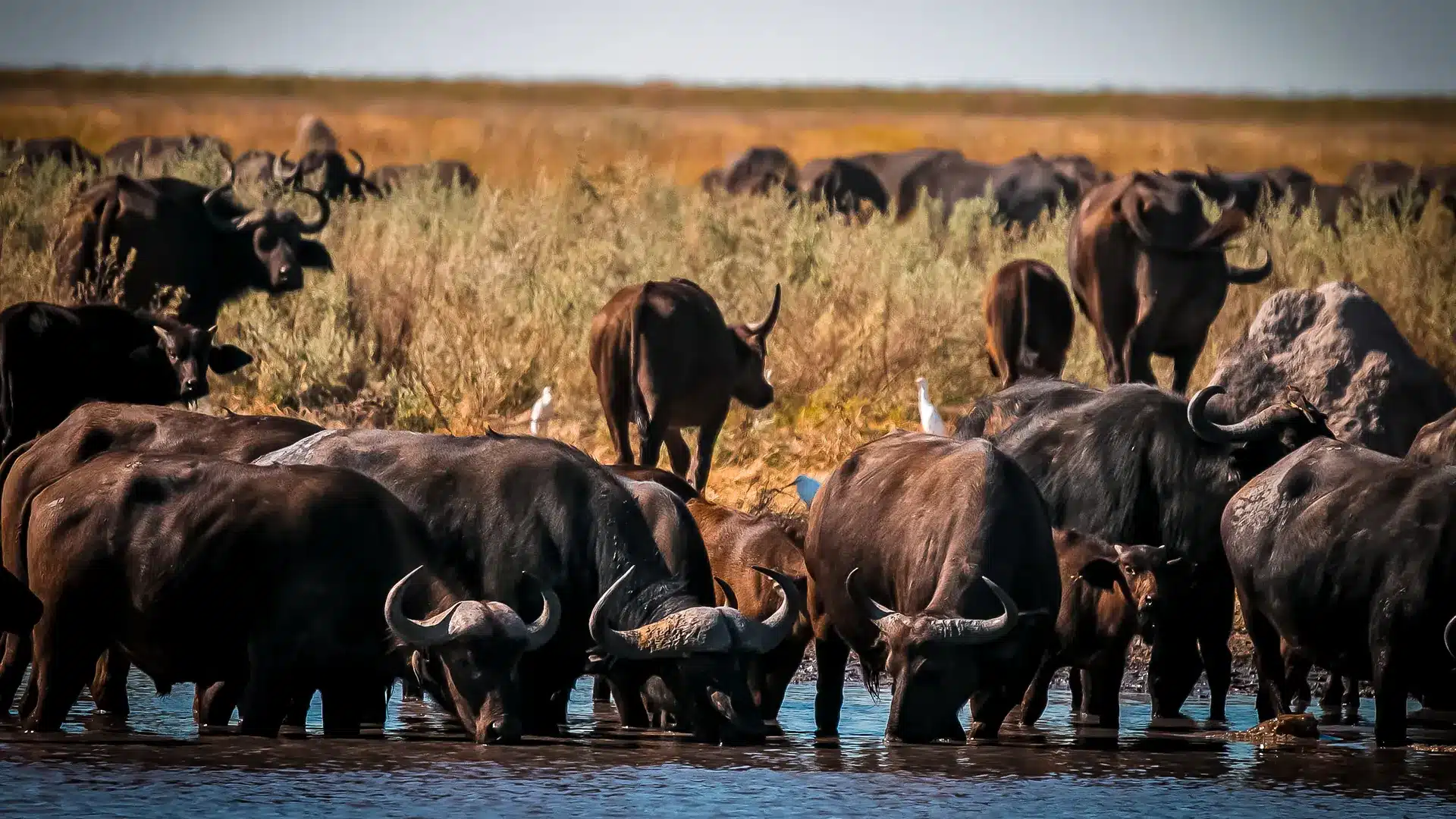 Botswana Wilderness Safari Landscape