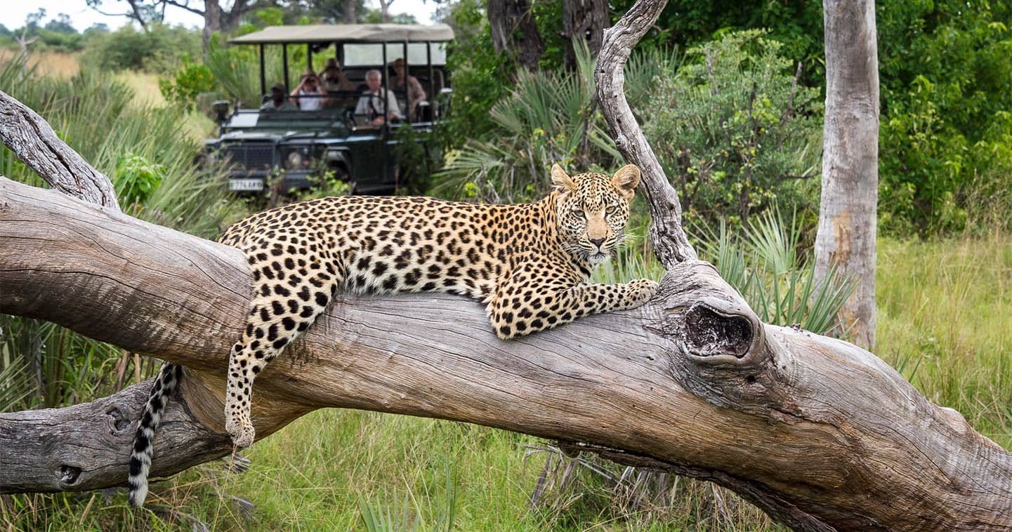 Exploring Moremi Game Reserve