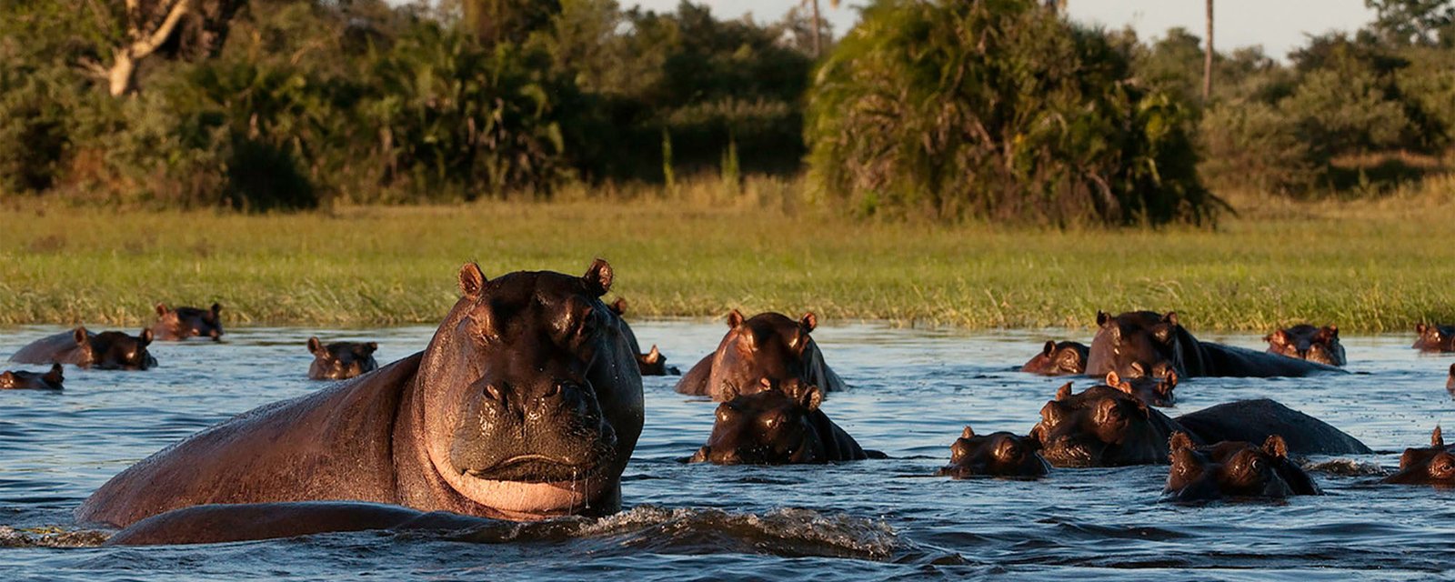 Moremi Game Reserve Botswana Wildlife Experience