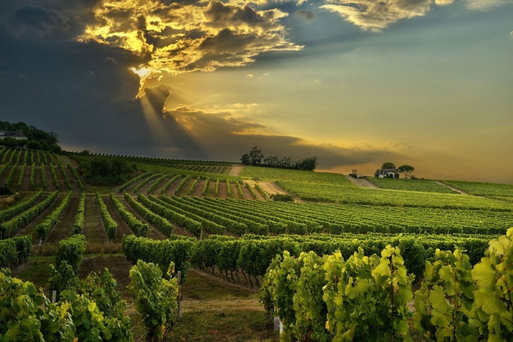 Cape Winelands Wine Tour