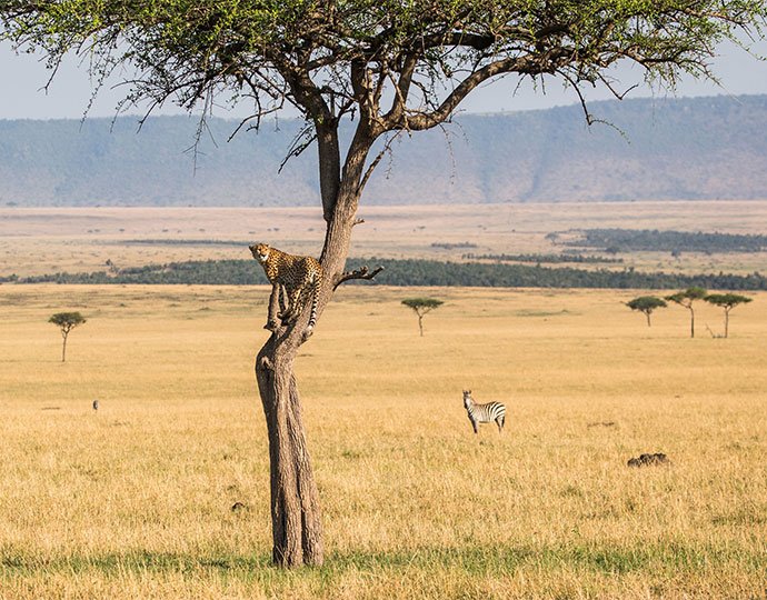 Luxury Serengeti Experience