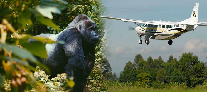 Fly-In Gorilla Trekking and Victoria Falls Safari
