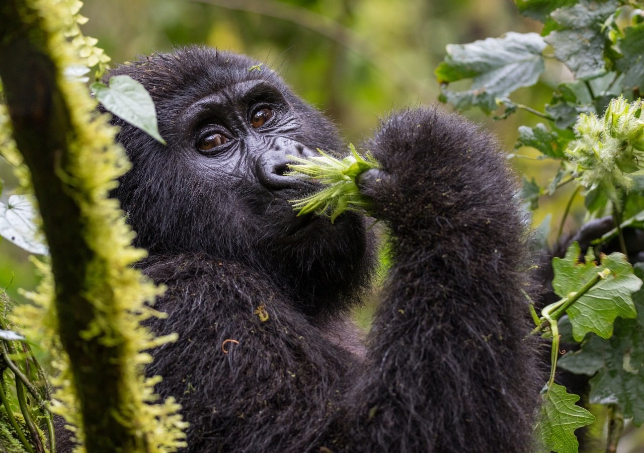 Mountain Gorilla Safari Experience