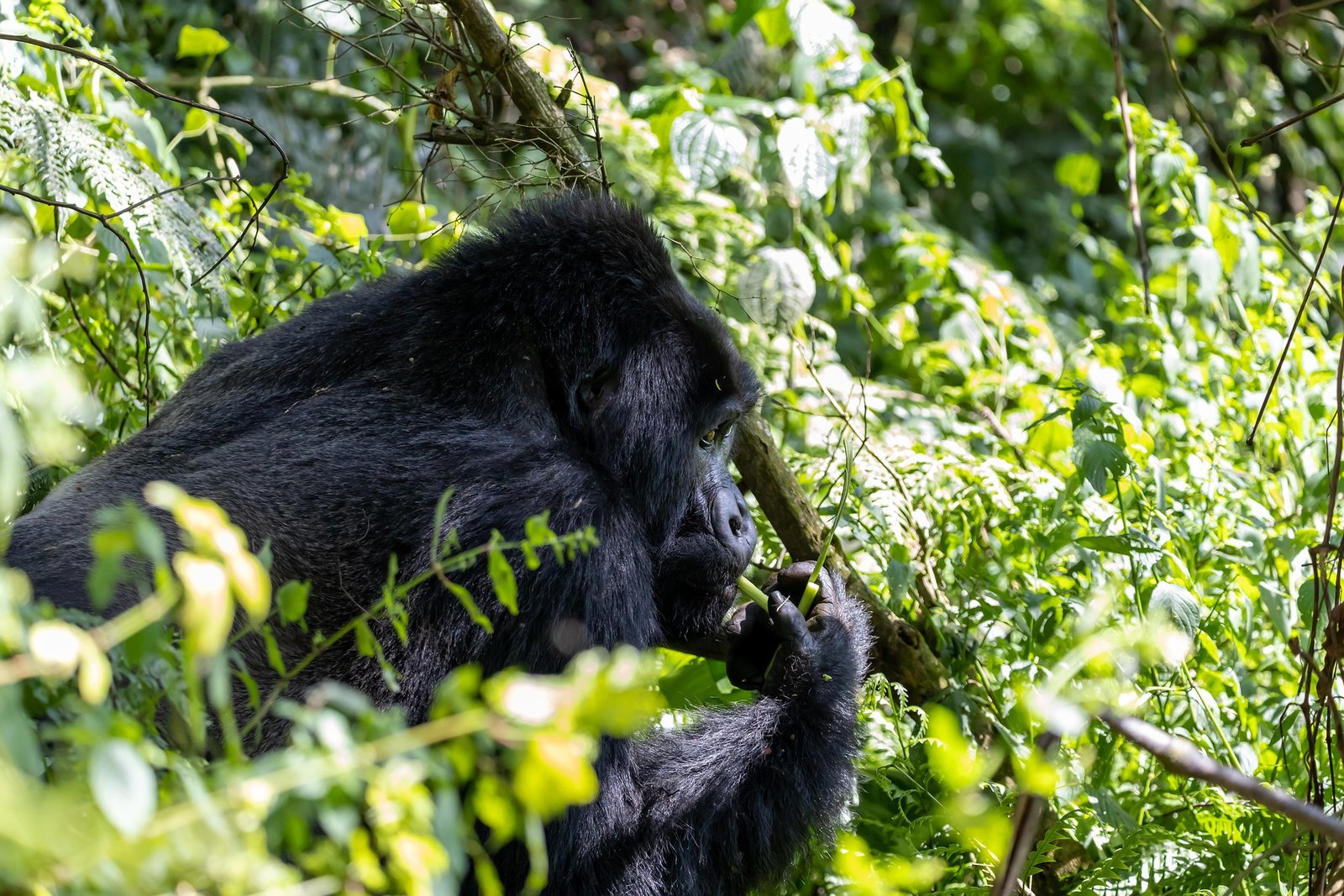 Gorilla trekking intimate wildlife close‑up