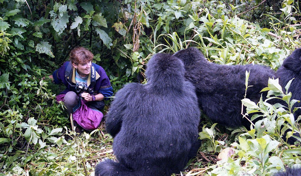 Gorilla close‑up photo