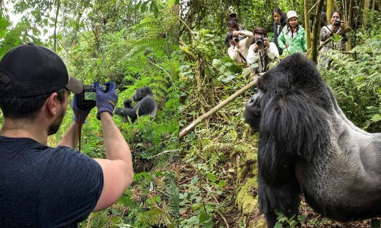 Gorilla wildlife image