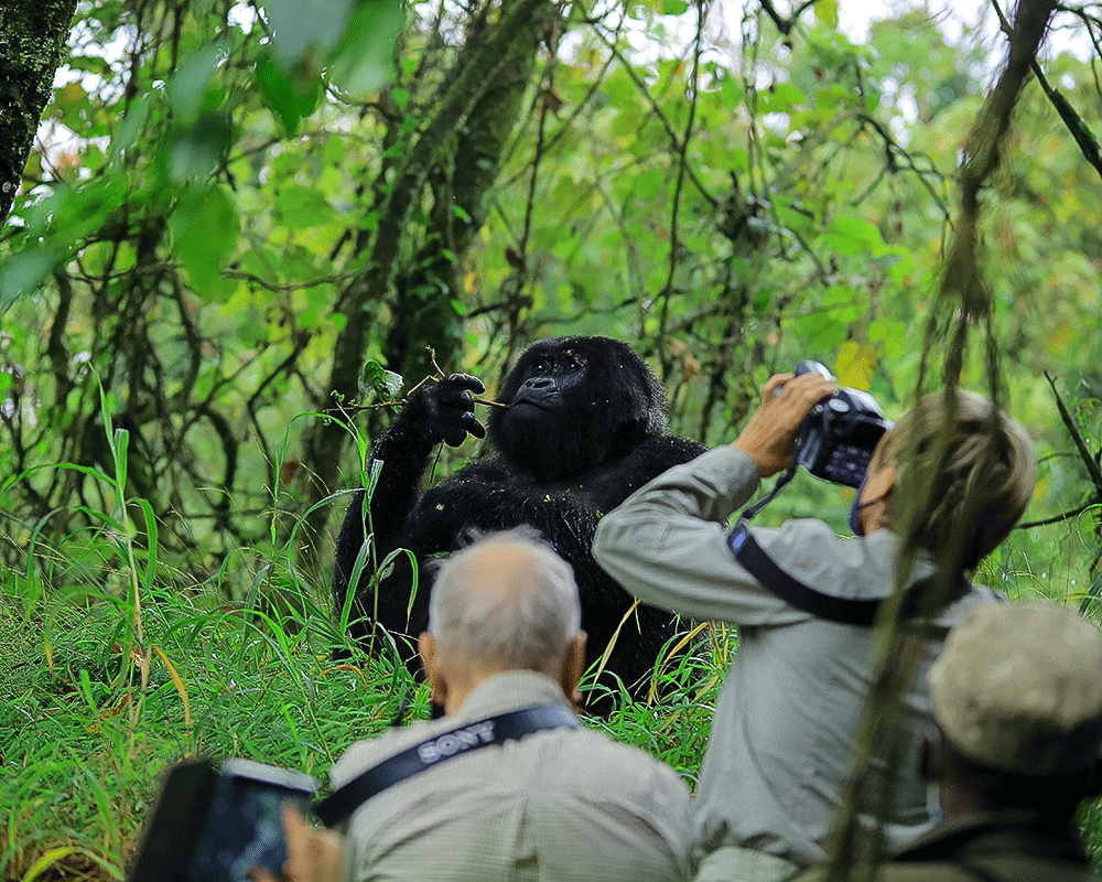 Gorilla photo GIF