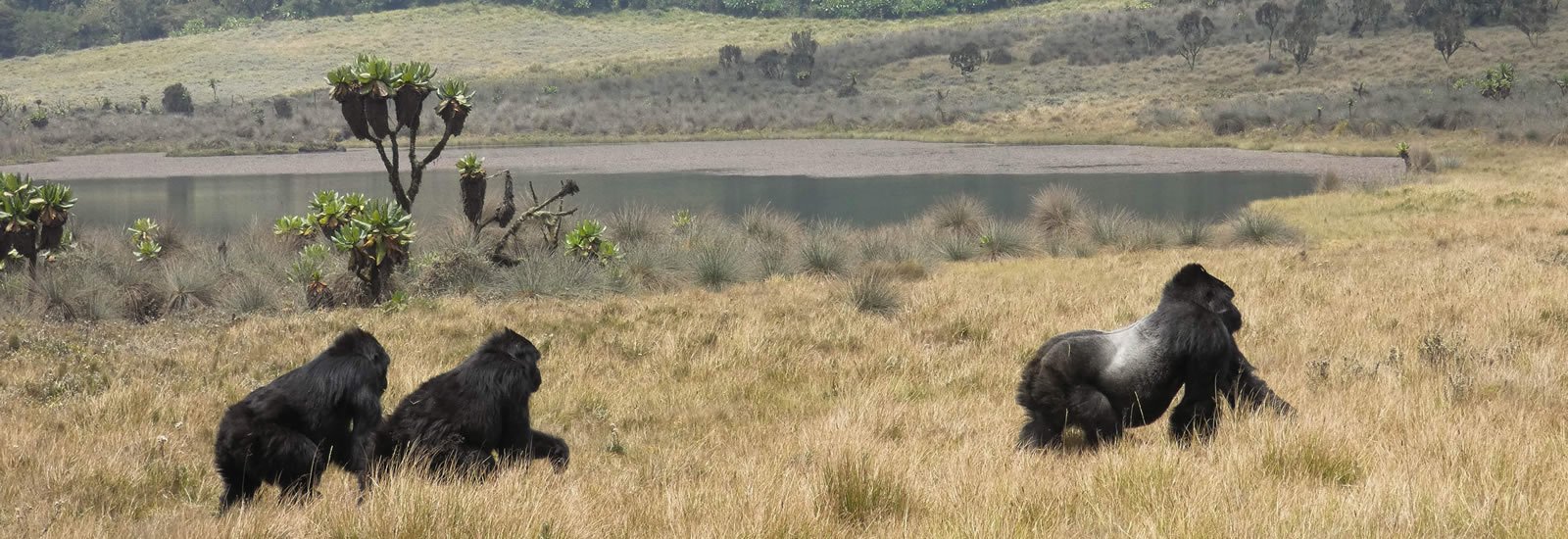 Mountain Gorilla Safari Experience