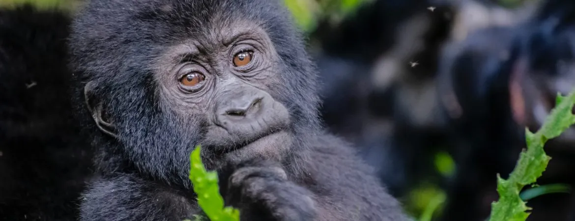 Luxury Gorilla Trekking Experience