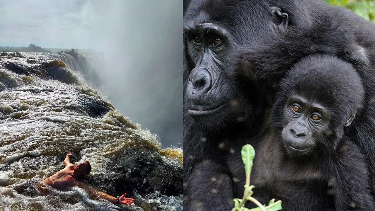 A Luxury Victoria Falls and Rwanda Gorilla Trekking Safari represents one of Africa’s most extraordina