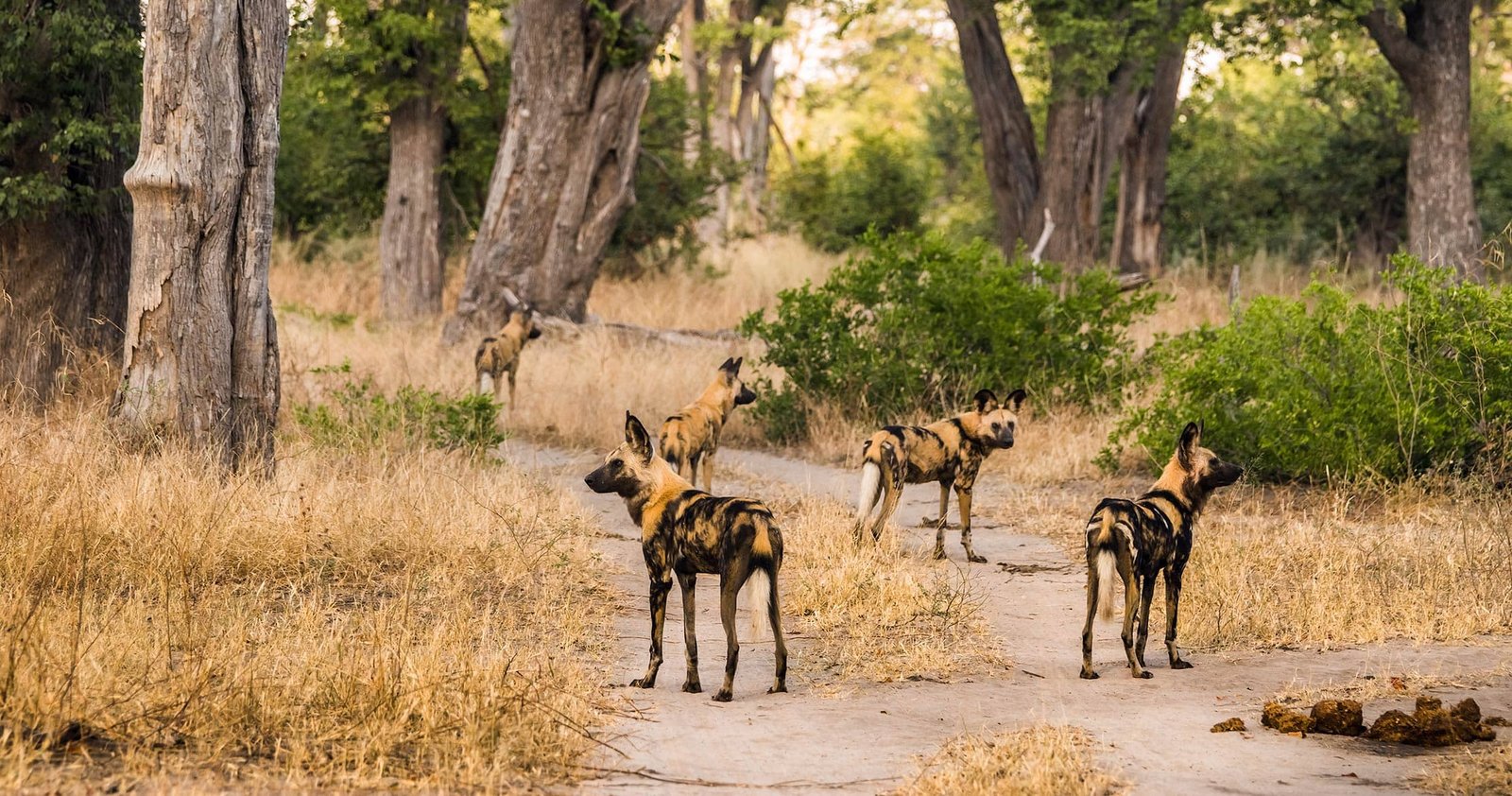 Moremi Luxury Safari