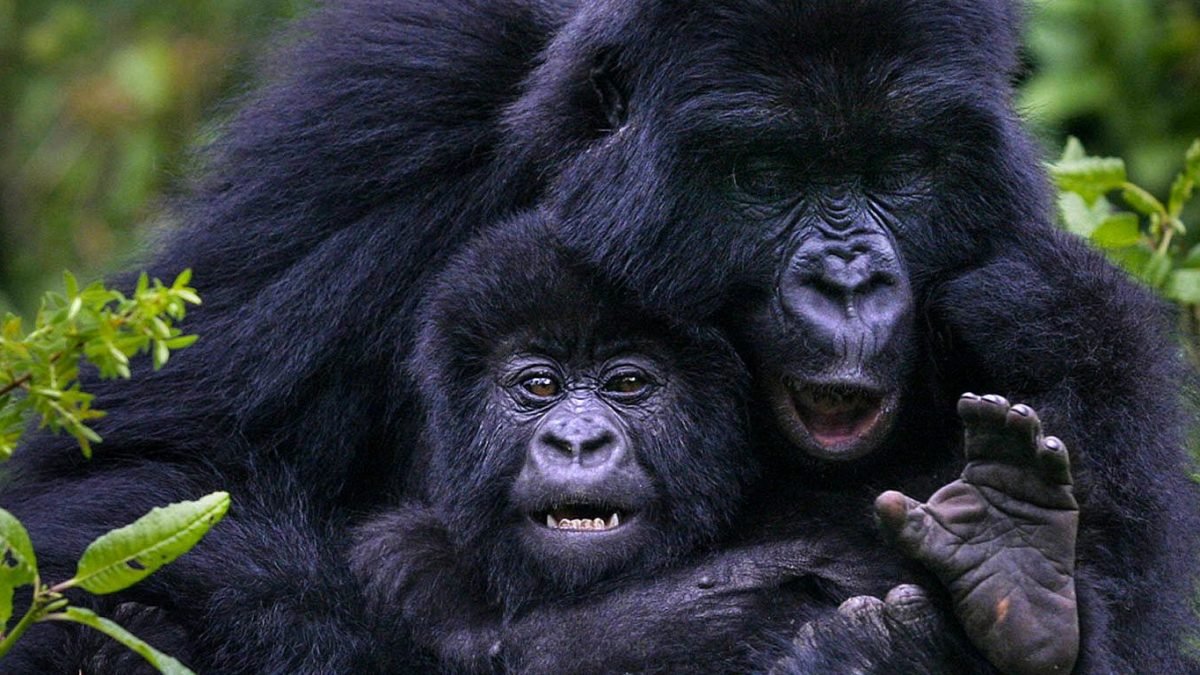 Gorilla Trekking Adventure