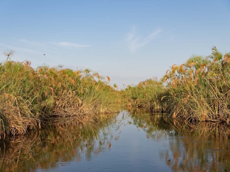 Photography opportunities in Okavango