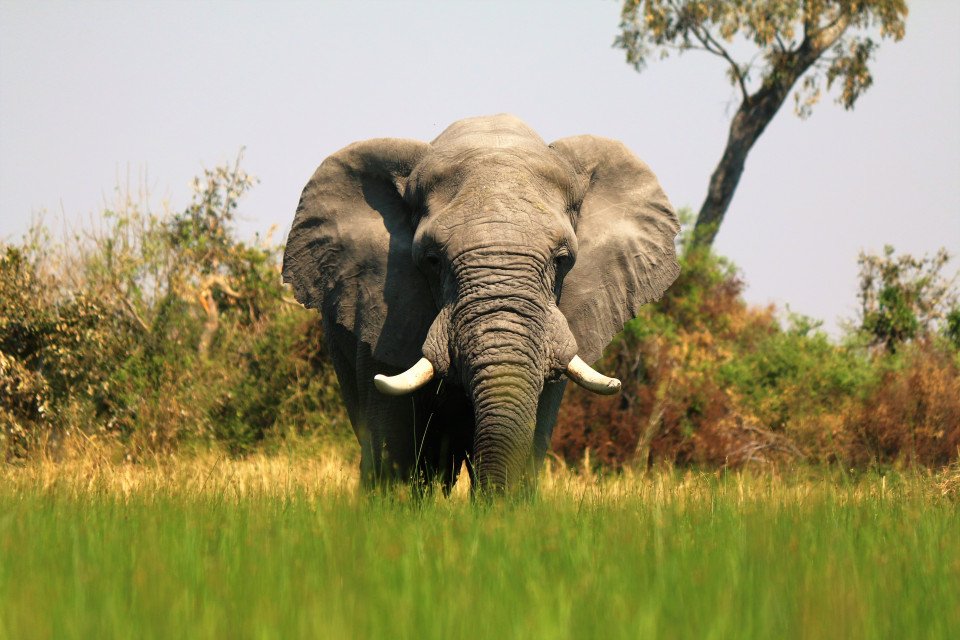 Victoria Falls and Okavango Delta Photography Safari