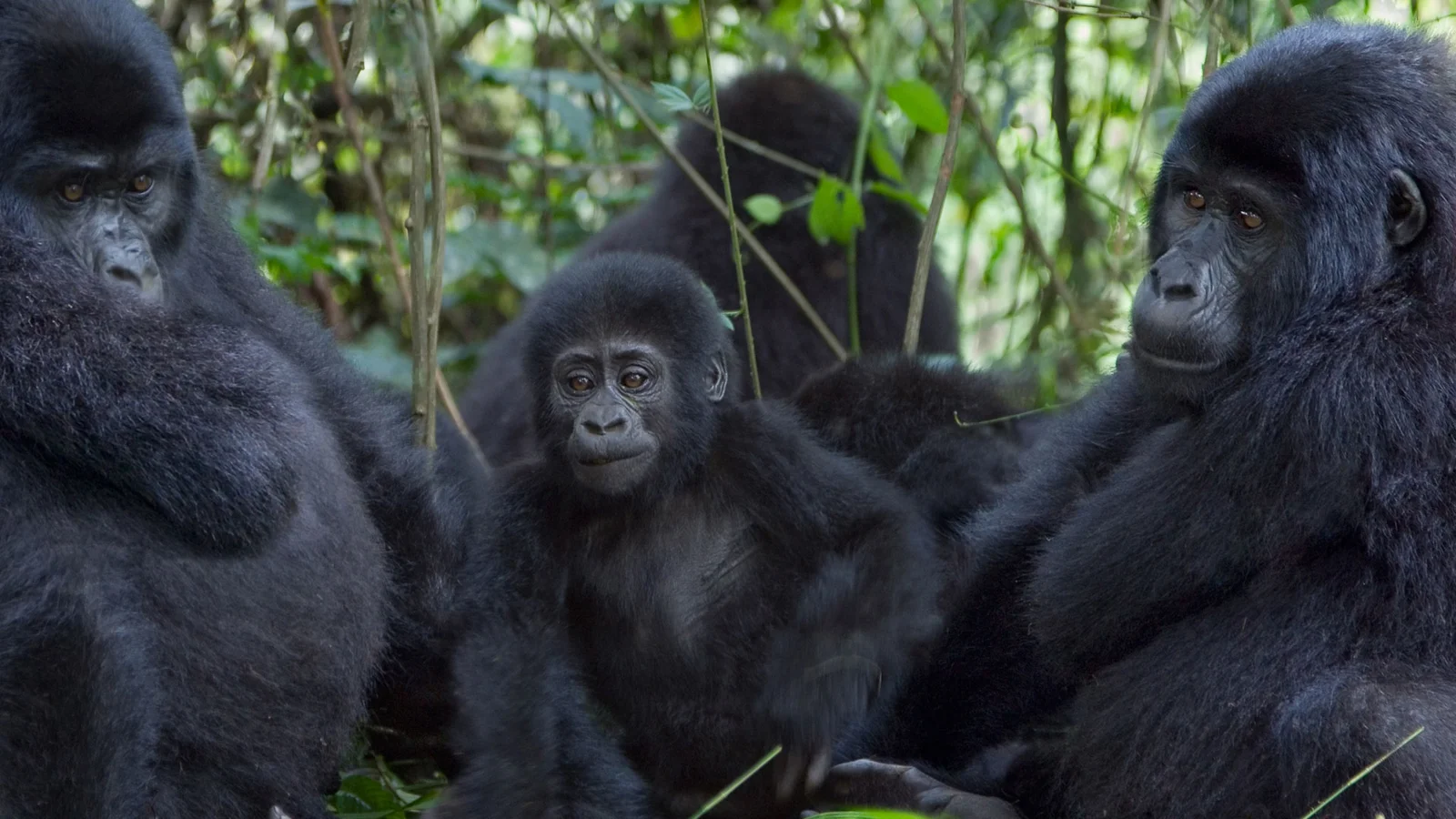 Rwanda gorilla trekking and Victoria Falls holiday — alternate view