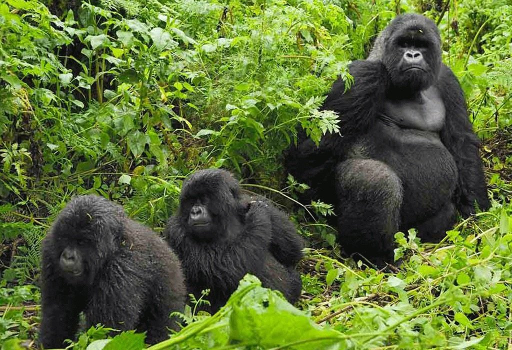 Rwanda gorilla trekking and Victoria Falls holiday