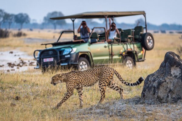Serengeti Safari and Victoria Falls