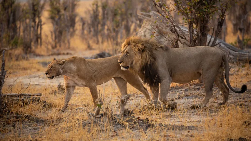 Wild Heart Safari 3