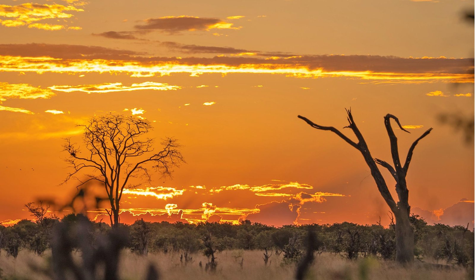 Wild Heart Safari 2