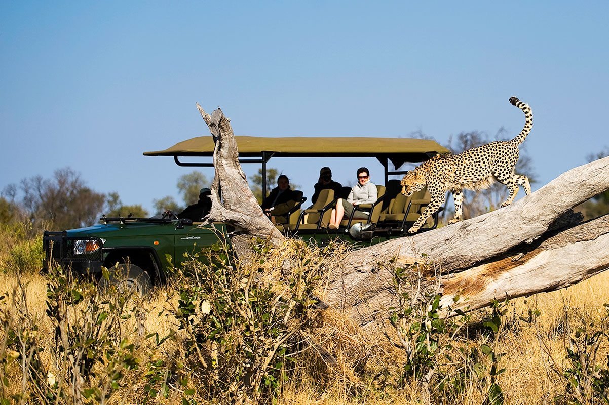 Wild Heart Safari 1