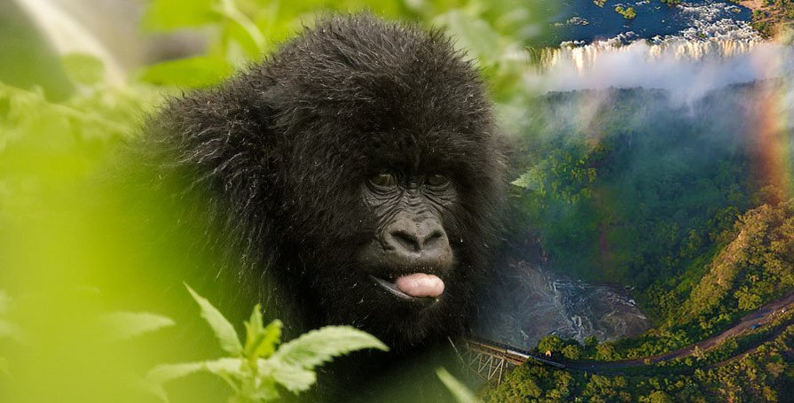 Uganda Gorilla Trekking and Victoria Falls