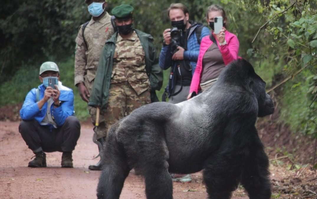 Uganda Gorilla Trekking and Victoria Falls