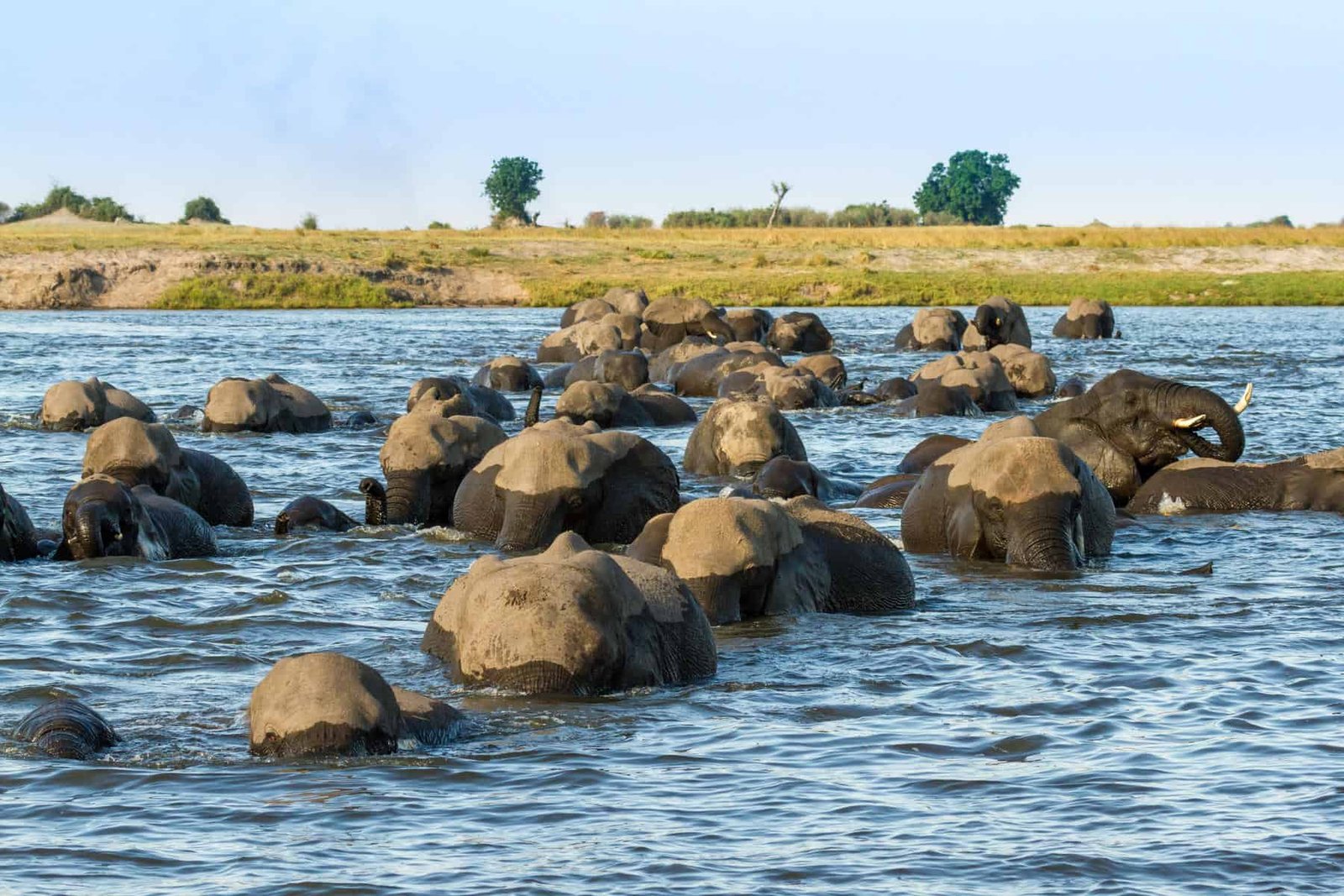 Family Safari Adventure in Victoria Falls and Chobe