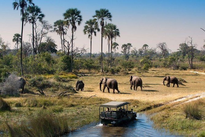 Luxury Okavango Delta Safari