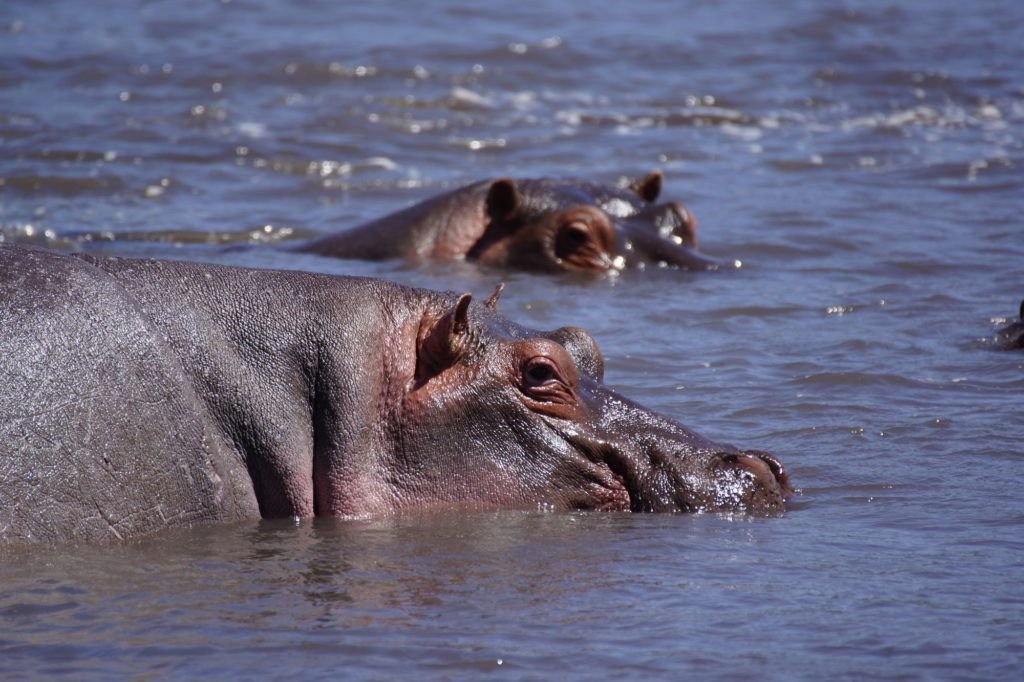 Wildlife scene