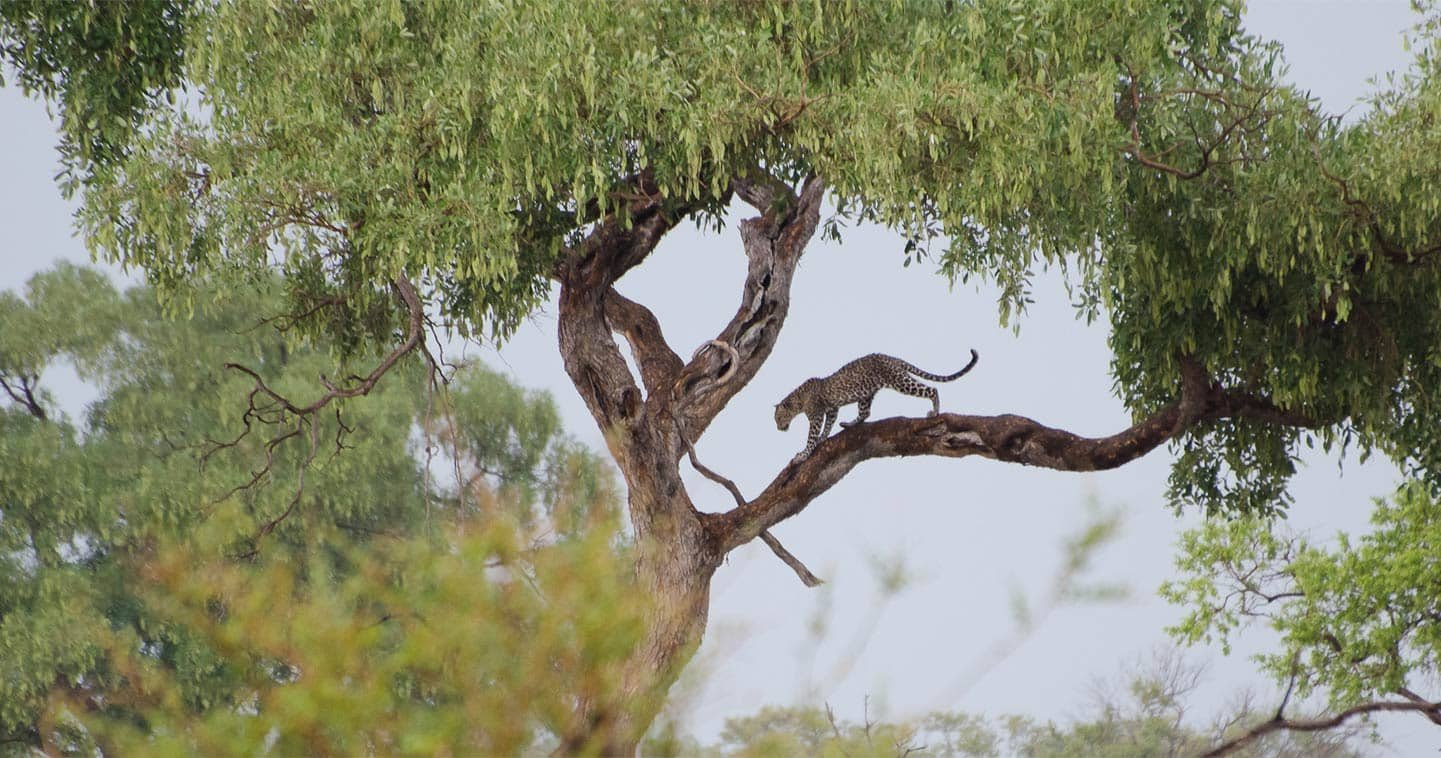 Wildlife Encounter in Chobe National Park