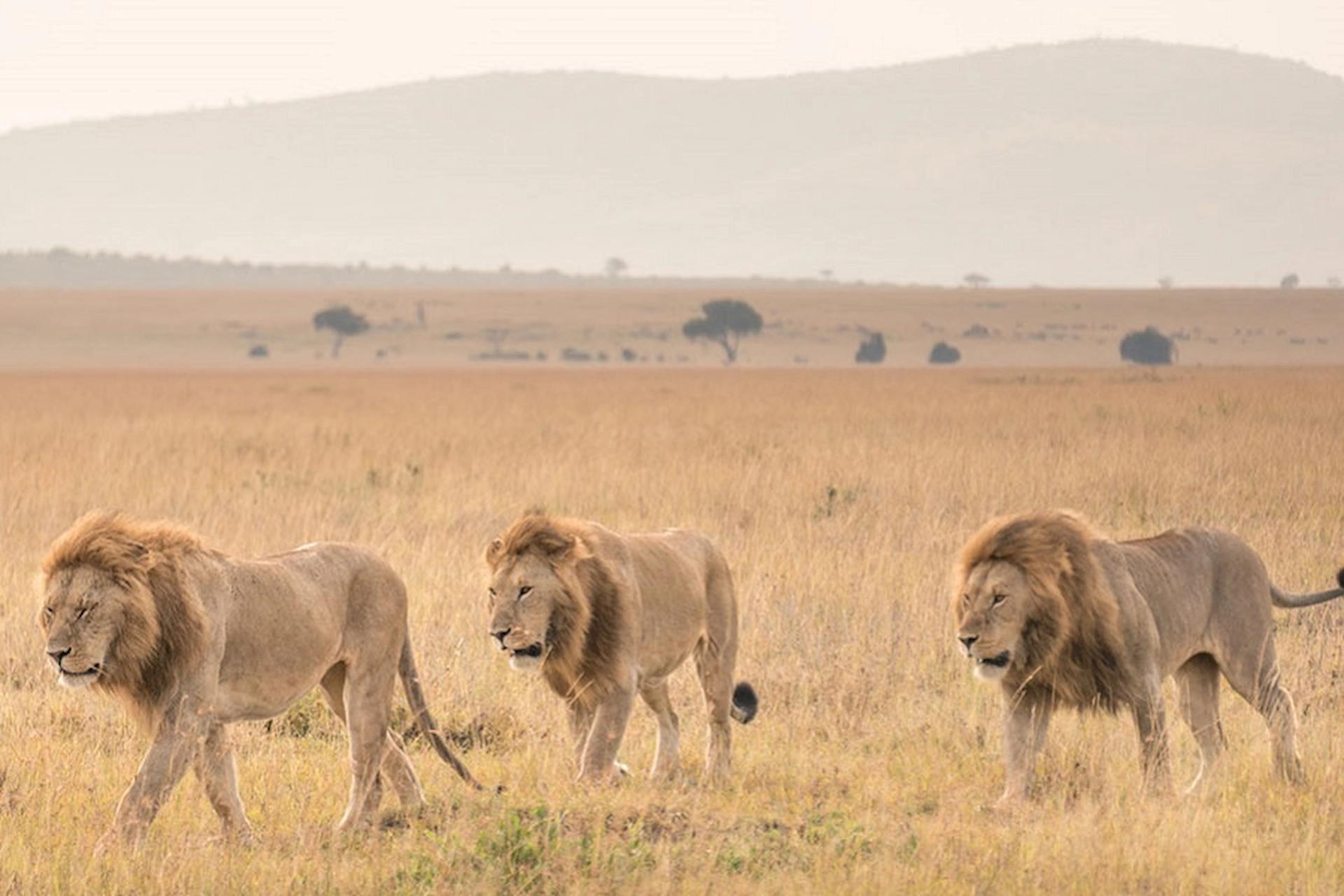 Wildlife Image 1