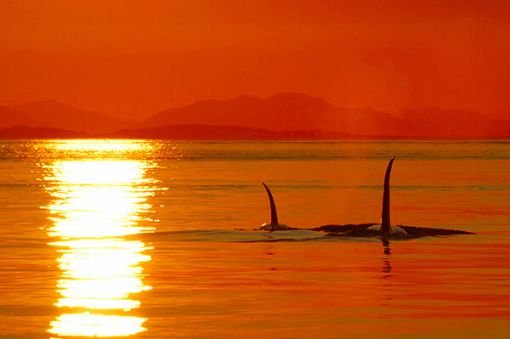 Wildlife Encounters During Sunset Cruises Victoria Falls