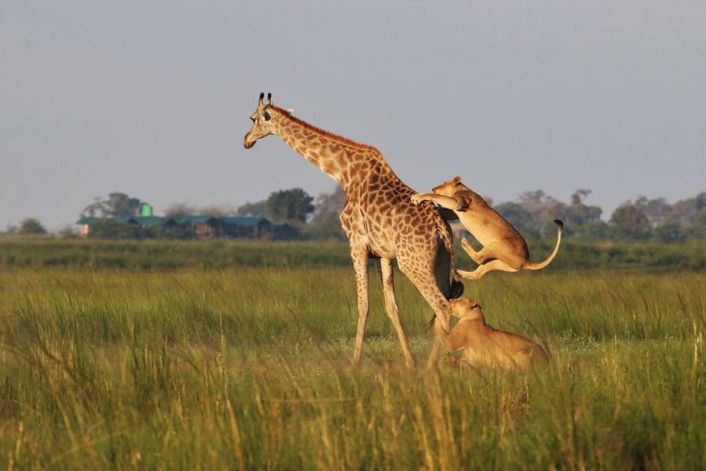 Wildlife Encounters in Chobe National Park