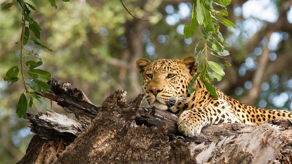 Chobe National Park Wildlife Safari