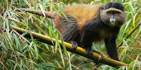 Wildlife Adventure Beyond Gorilla Trekking
