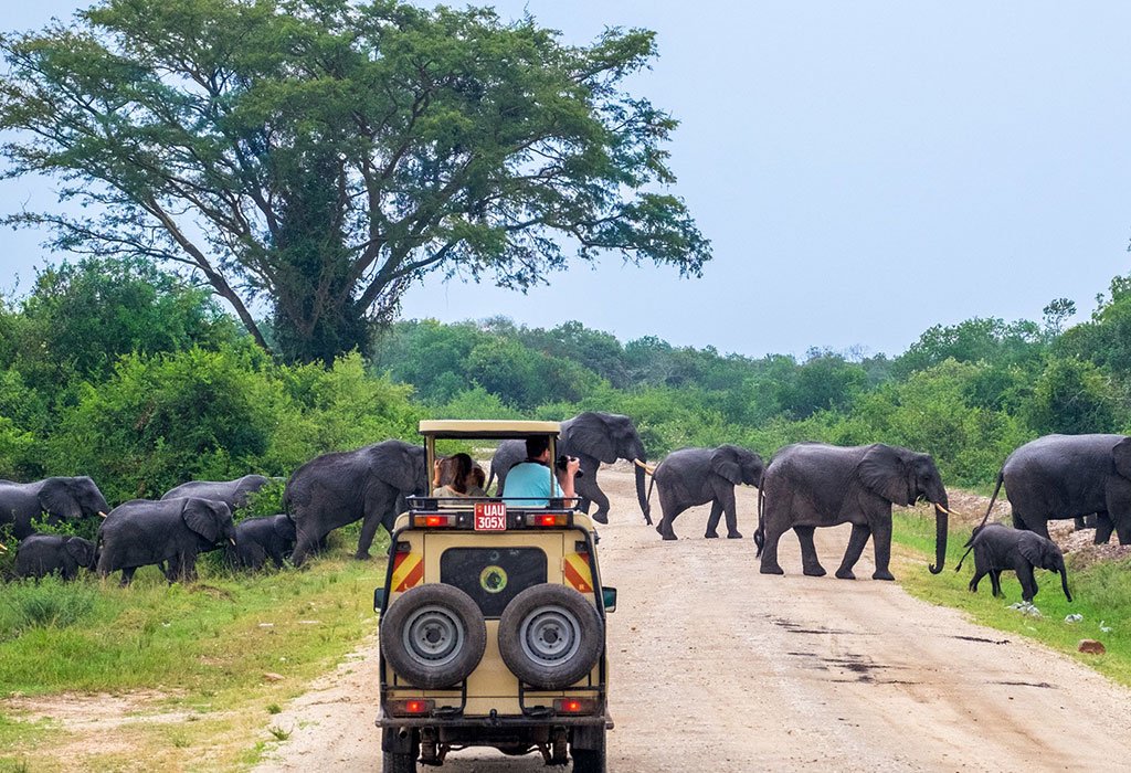 African Wildlife Safari Experience