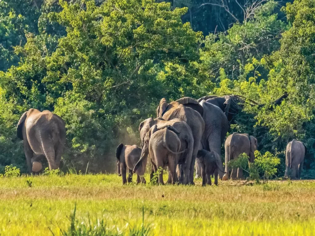 Wildlife Experiences Beyond Gorilla Trekking