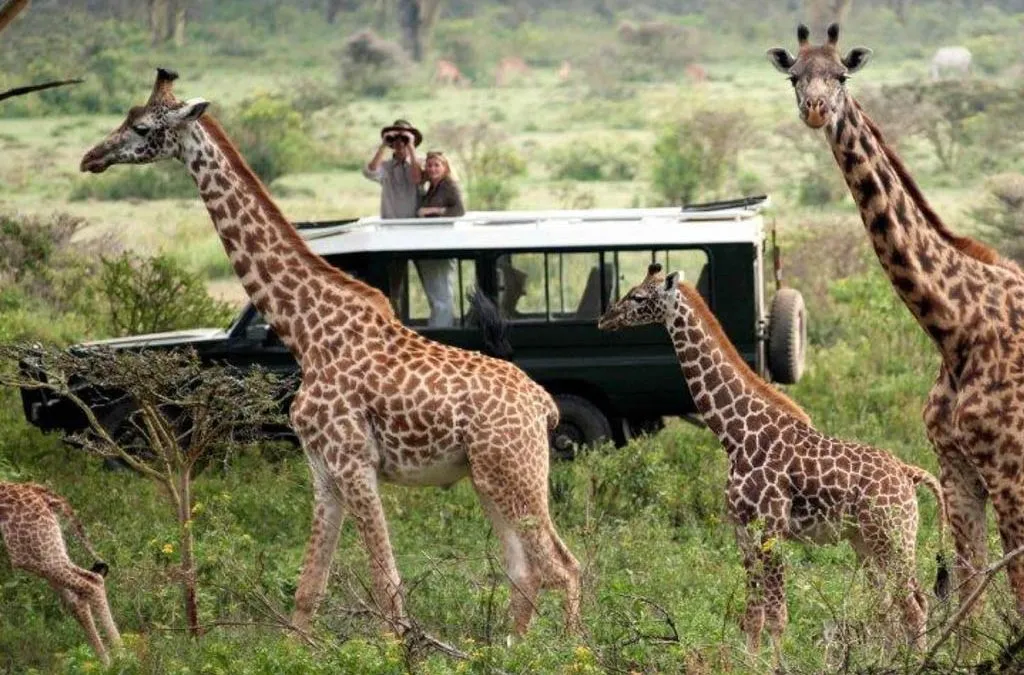 Wildlife Experiences from Luxury Safari Camps