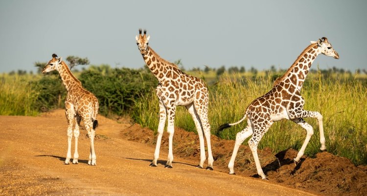 Wildlife from Luxury Camps Botswana