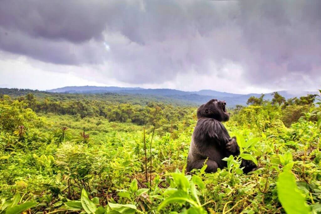 Wildlife Image 3
