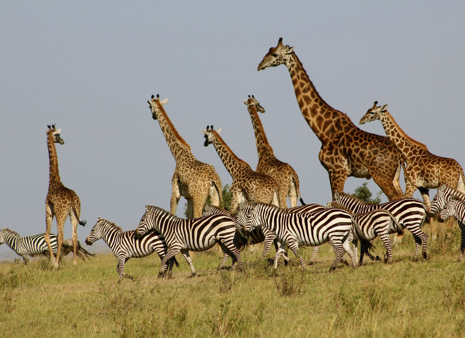 Wildlife in Serengeti